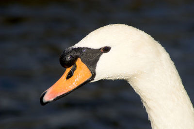 Close-up of swan in lake