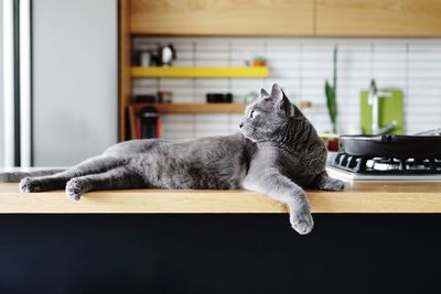 Cat relaxing on kitchen counter at home