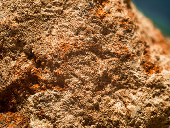 Extreme close up of tree trunk