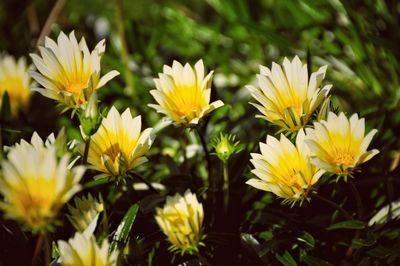 Close-up of yellow flower