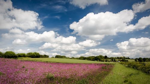 Scenic view of field against sky