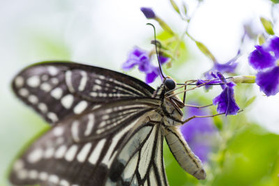 Close-up of butterfly pollinating on purple flower