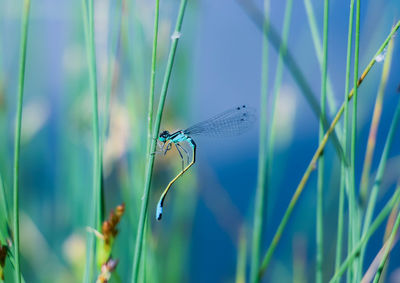 Close-up of butterfly on grass