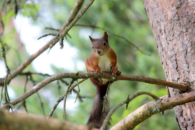 Squirrel on tree branch