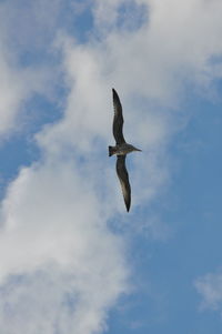 Low angle view of seagull flying in sky