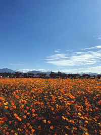 Scenic view of flowering plants on field against blue sky