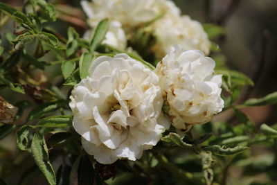 Close-up of white roses