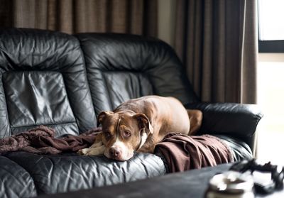 Dog relaxing on sofa at home