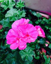 Close-up of pink flowers