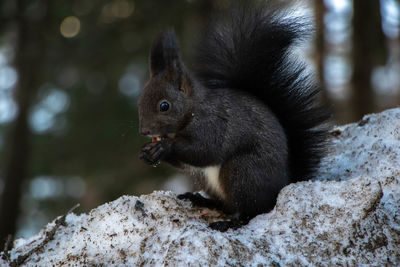 Close-up of squirrel on rock