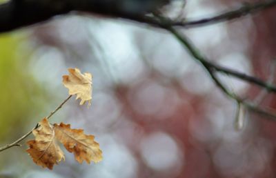 Close-up of dry maple leaves on branch