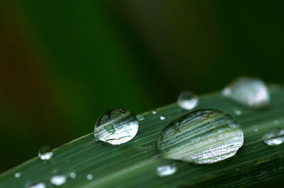 Close-up of raindrops on leaves