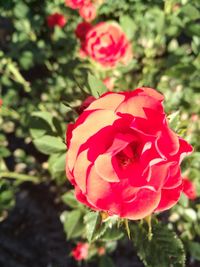 Close-up of red poppy blooming outdoors