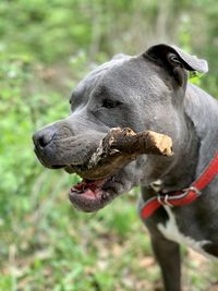 Close-up of a amstaff dog looking away