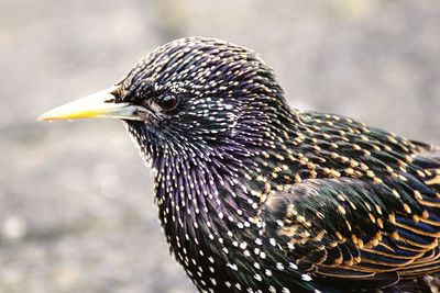 Close-up of bird