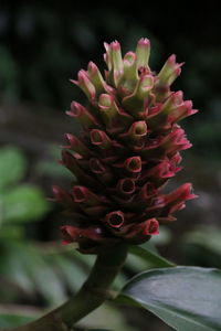 Close-up of succulent plant