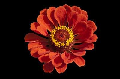 Close-up of flower over black background