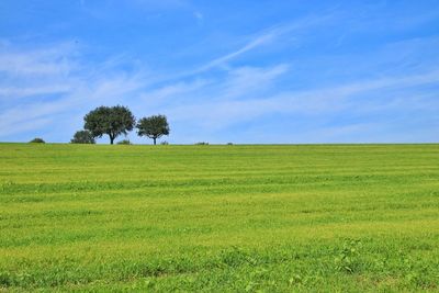 Scenic view of grassy field against sky