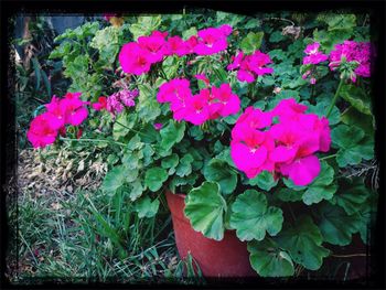 Close-up of pink flowers