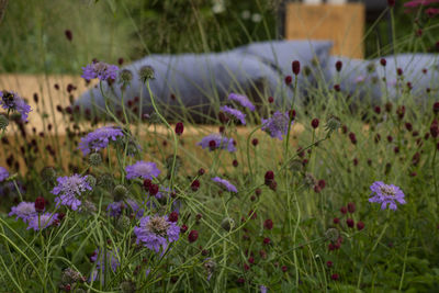 Close-up of purple flowering plants on field