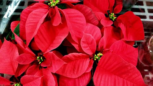 Close-up of red flowering plant