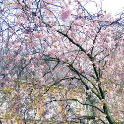 Low angle view of flower tree against sky