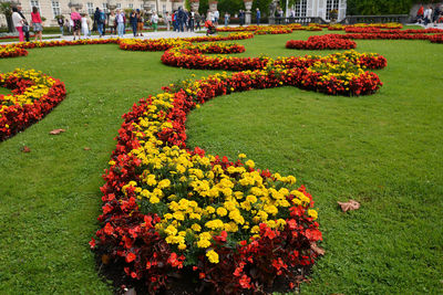 Flowers blooming in lawn