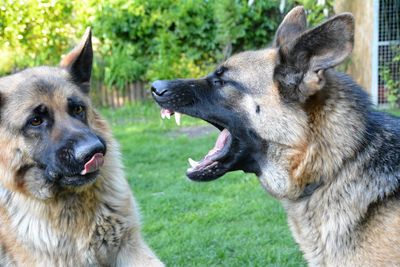 Close-up of german shepherds relaxing on field