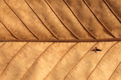Full frame shot of cat lying on hardwood floor
