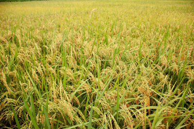 Full frame shot of crops growing on field