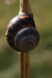 Close-up of snail