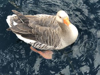 High angle view of duck swimming in lake