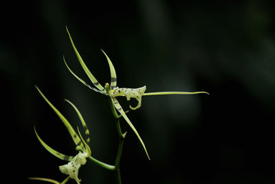 Close-up of grasshopper