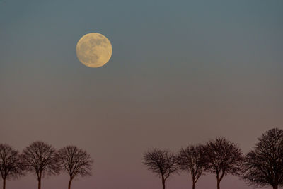 Low angle view of trees against sky at night