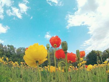 Close-up of yellow flowers blooming on field against sky