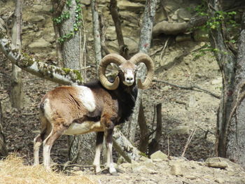 Bighorn sheep on field against trees