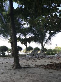 View of palm trees on field