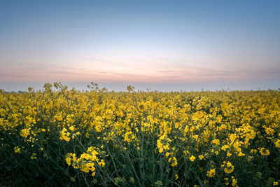 Scenic view of oilseed rape field against sky at sunset