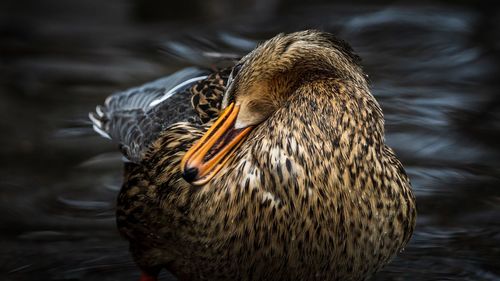 Close-up of duck swimming in lake