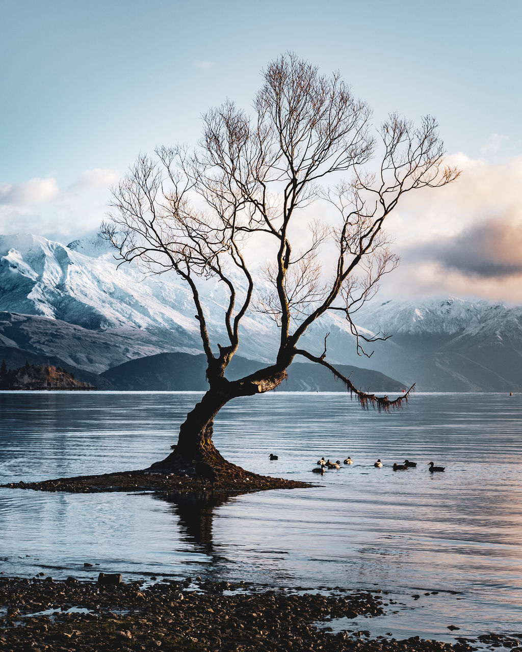 BARE TREE BY LAKE AGAINST SKY