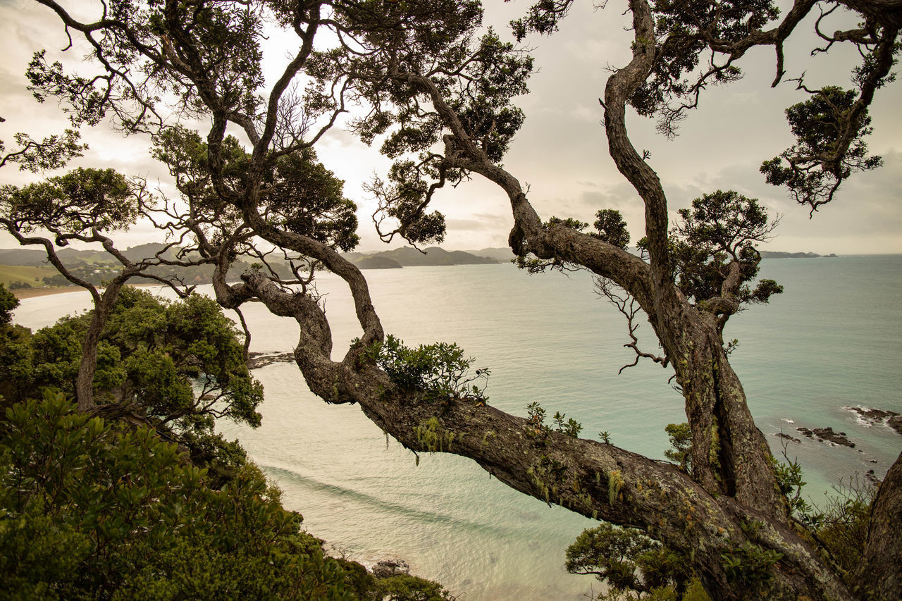 TREES GROWING ON SHORE AGAINST SKY