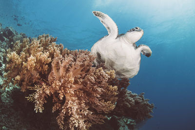 Close-up of turtle swimming in sea