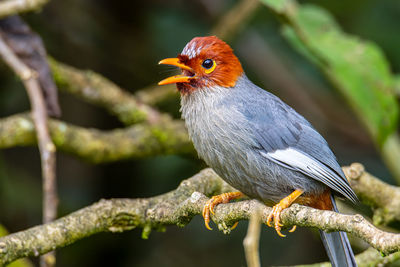 Close-up of bird perching on branch