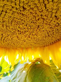 Close-up of yellow flowers