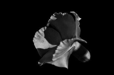 Close-up of flower over black background