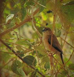 Close-up of bird perching on branch