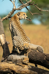 Cheetah sits on dead log with cubs