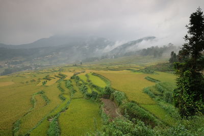 Amazing fields of rice in northern china, stunning backdrops d.y