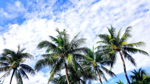 Low angle view of palm trees against sky