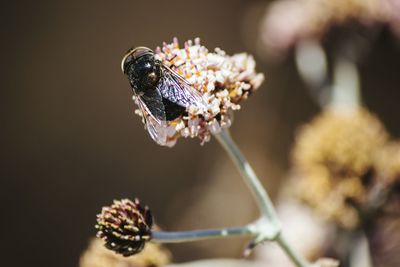 Close-up of insect on flower